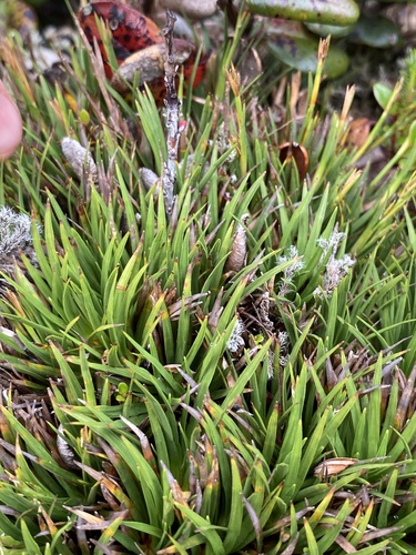 Oreobolus furcatus observed 2024-06-26