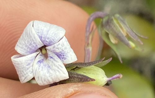 Viola maviensis observed 2024-06-26
