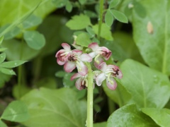 Pyrola asarifolia