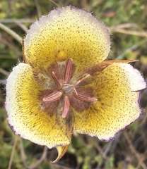 Calochortus weedii intermedius