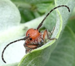 Tetraopes mandibularis