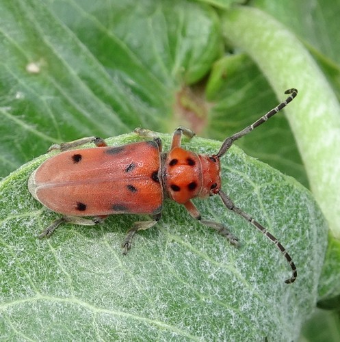 Tetraopes mandibularis · iNaturalist Mexico