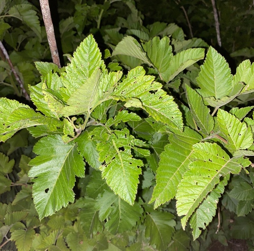 Rubus hawaiensis observed 2024-06-26
