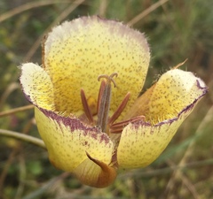 Calochortus weedii intermedius