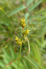 Carex echinata echinata
