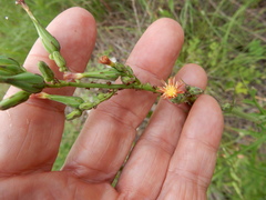 Lactuca ludoviciana