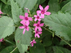 Oxalis articulata rubra