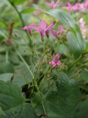 Oxalis articulata rubra