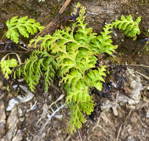 Odontosoria chinensis observed 2024-06-27