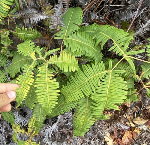 Dicranopteris linearis observed 2024-06-27