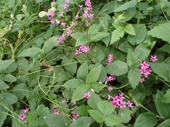 Oxalis articulata rubra