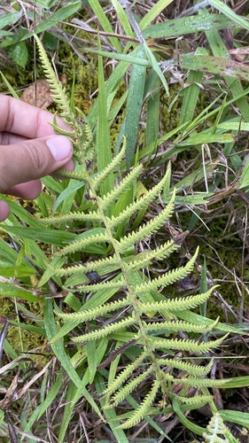 Christella parasitica observed 2024-06-27