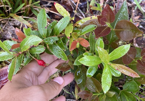 Vaccinium dentatum observed 2024-06-27