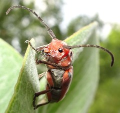 Tetraopes mandibularis
