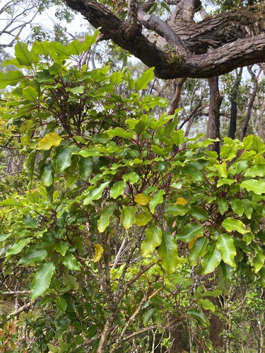 Cheirodendron trigynum observed 2024-06-27