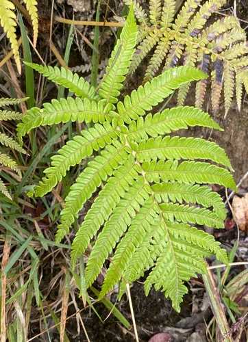 Sadleria cyatheoides observed 2024-06-27