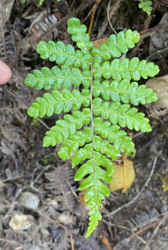 Sadleria pallida observed 2024-06-27