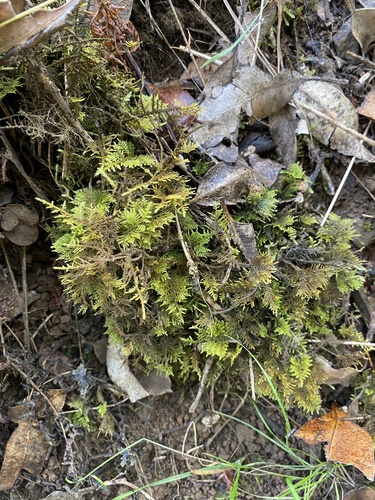 Thuidium cymbifolium observed 2024-06-27