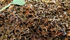 Peltigera malacea