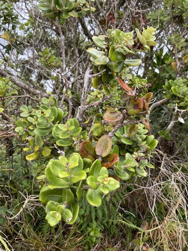 Metrosideros polymorpha observed 2024-06-27