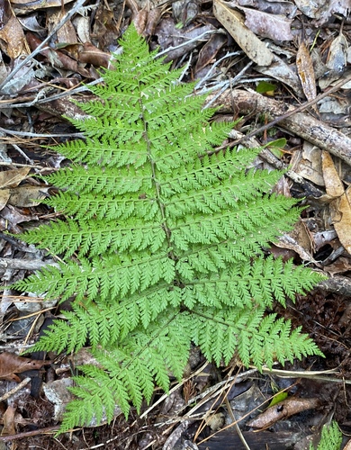Athyrium microphyllum observed 2024-06-27