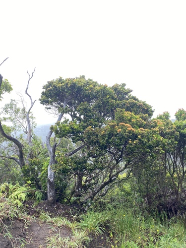 Metrosideros polymorpha observed 2024-06-27