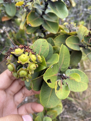 Metrosideros polymorpha observed 2024-06-27