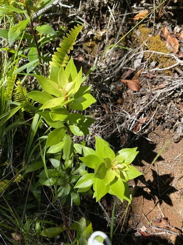 Lysimachia hillebrandii observed 2024-06-27