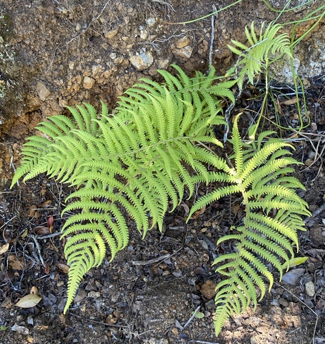 Christella parasitica observed 2024-06-27