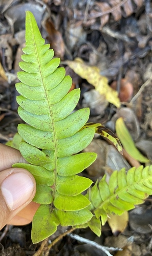 Blechnum appendiculatum observed 2024-06-27