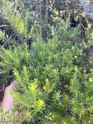 Leptecophylla tameiameiae observed 2024-06-27