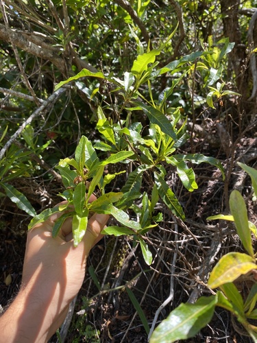 Dodonaea viscosa observed 2024-06-27