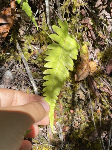 Blechnum appendiculatum observed 2024-06-27