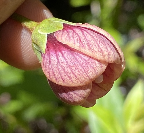 Lysimachia hillebrandii