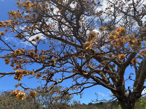 Erythrina sandwicensis observed 2024-06-27