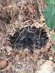 Crotalus oreganus