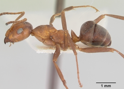 Formica indianensisFormica indianensis