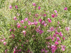 Rosa stellata