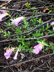 Penstemon davidsonii
