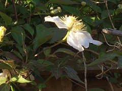 Clematis montana