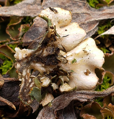 Peltigera malacea
