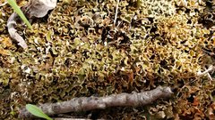 Peltigera malacea