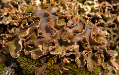 Peltigera malacea