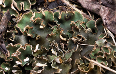 Peltigera malacea