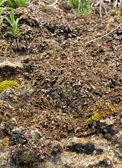 Peltigera malacea
