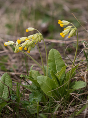 Primula veris macrocalyx