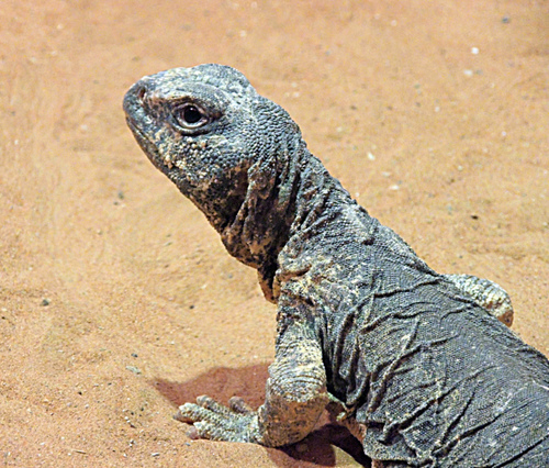 Egyptian Spiny–tailed Lizard