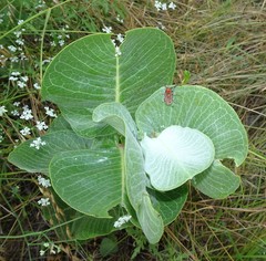 Tetraopes mandibularis