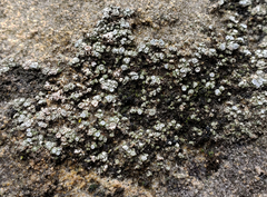 Circinaria contorta