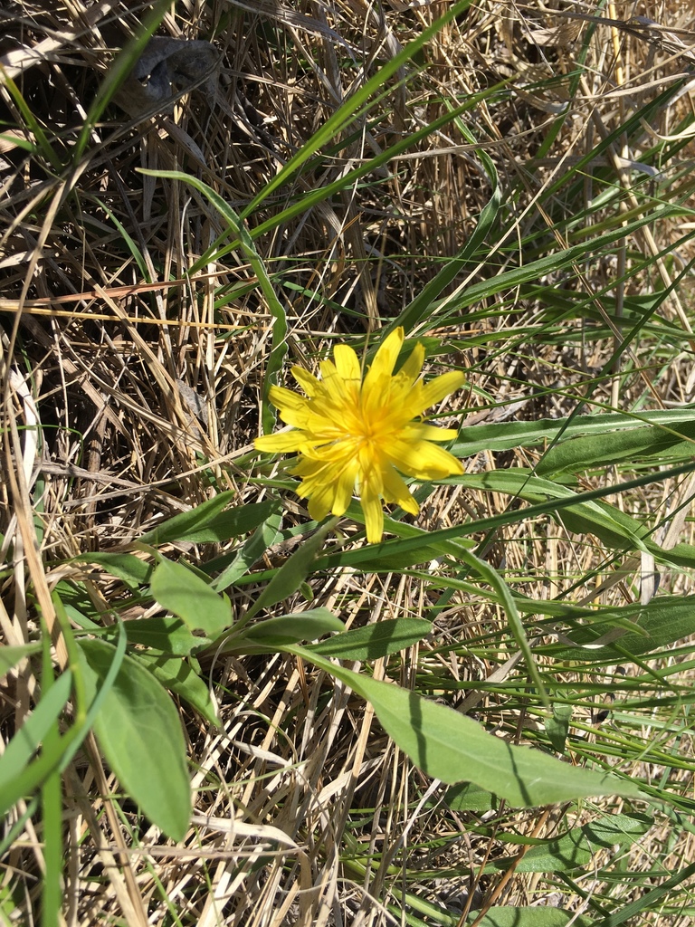 prairie false dandelion from 56101, Windom, MN, US on May 26, 2019 at